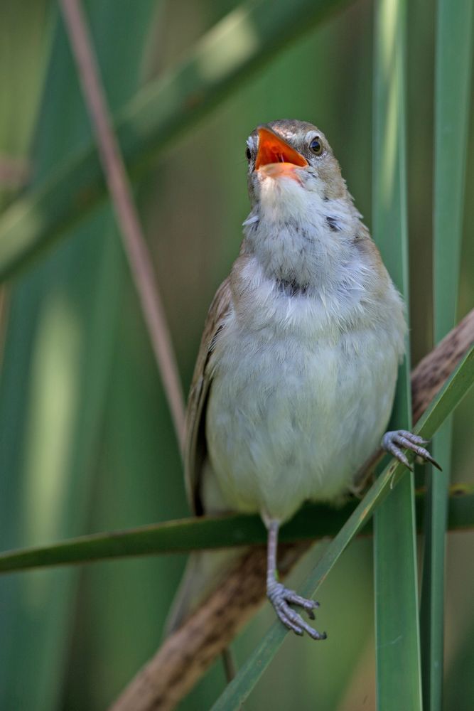 Great reed warbler