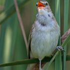 Great reed warbler