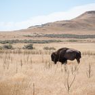 Great Salt Lake - Antelope Island State Park - Buffalo