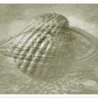 Great Shell