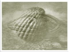 Great Shell