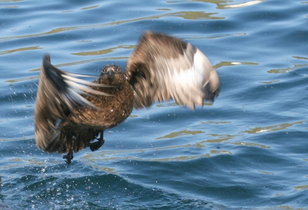 Great Skua