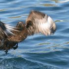 Great Skua