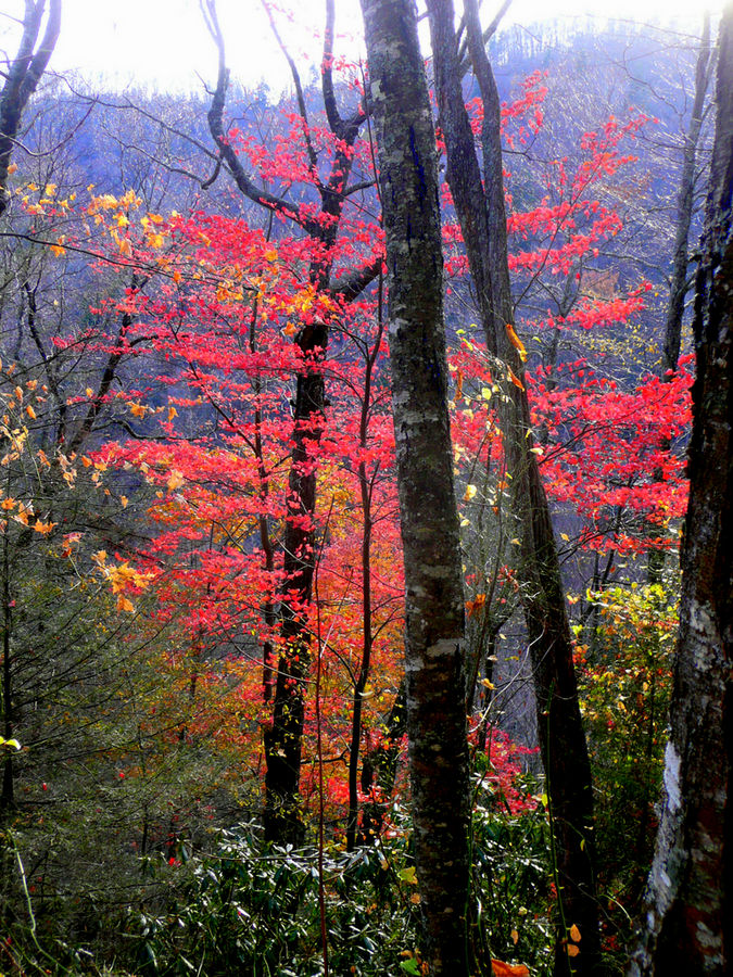 Great Smoky Mountains