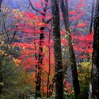 Great Smoky Mountains