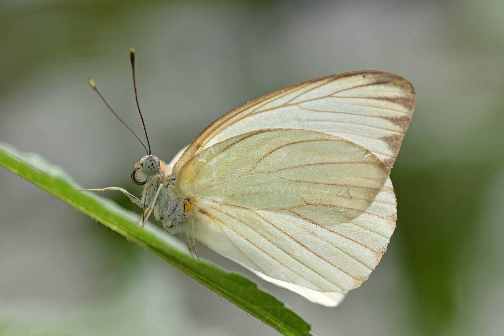 Great Southern White