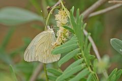 Great Southern White (Ascia monuste)