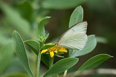 Great Southern White (Ascia monuste)...