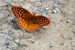 Great spangled Fritillary