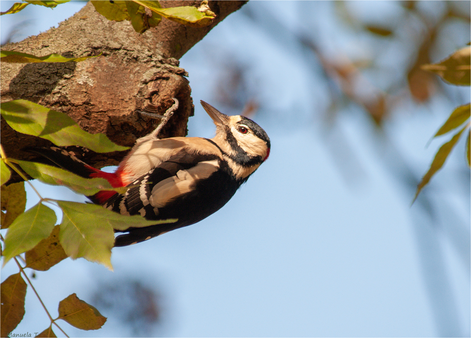 Great spotted Woodpecker