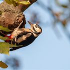 Great spotted Woodpecker