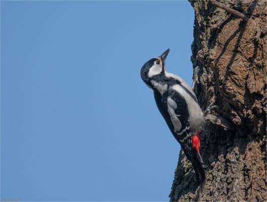 Great spotted woodpecker