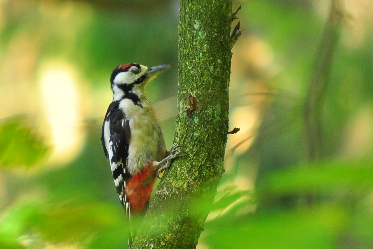 great spotted woodpecker