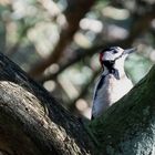 Great Spotted Woodpecker