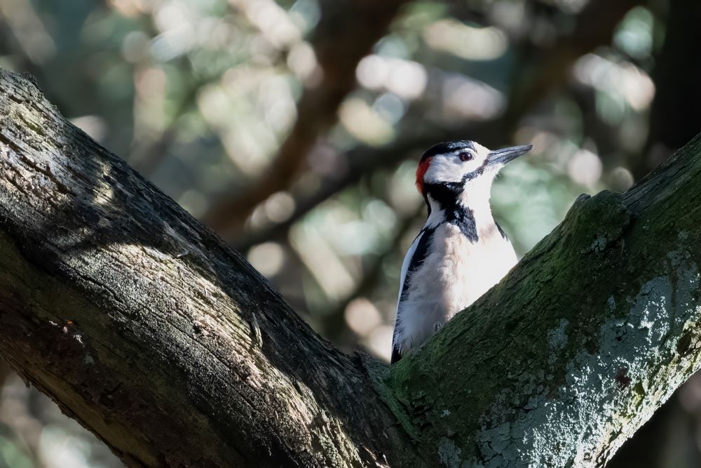 Great Spotted Woodpecker