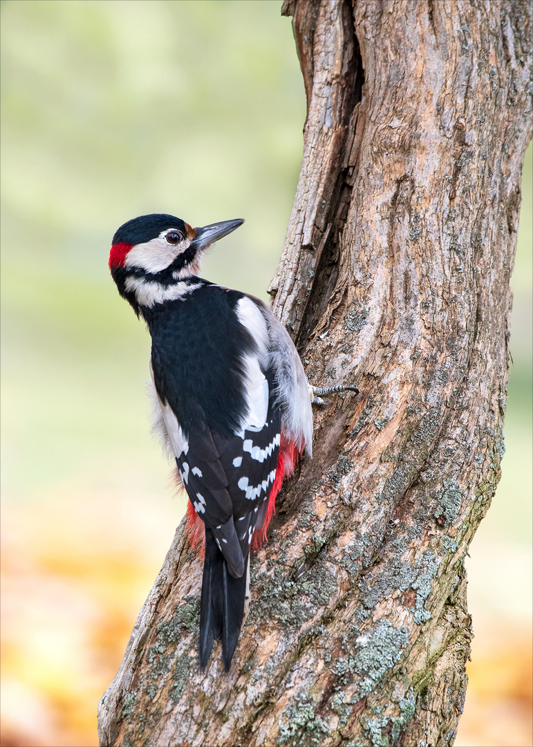 great spotted woodpecker