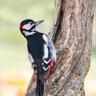 great spotted woodpecker