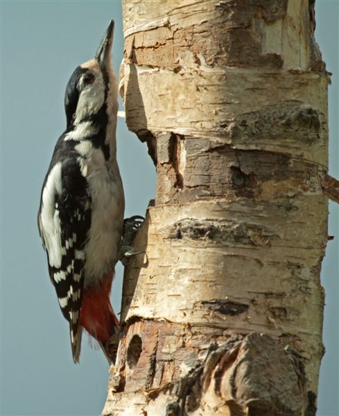 great spotted woodpecker