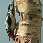 great spotted woodpecker