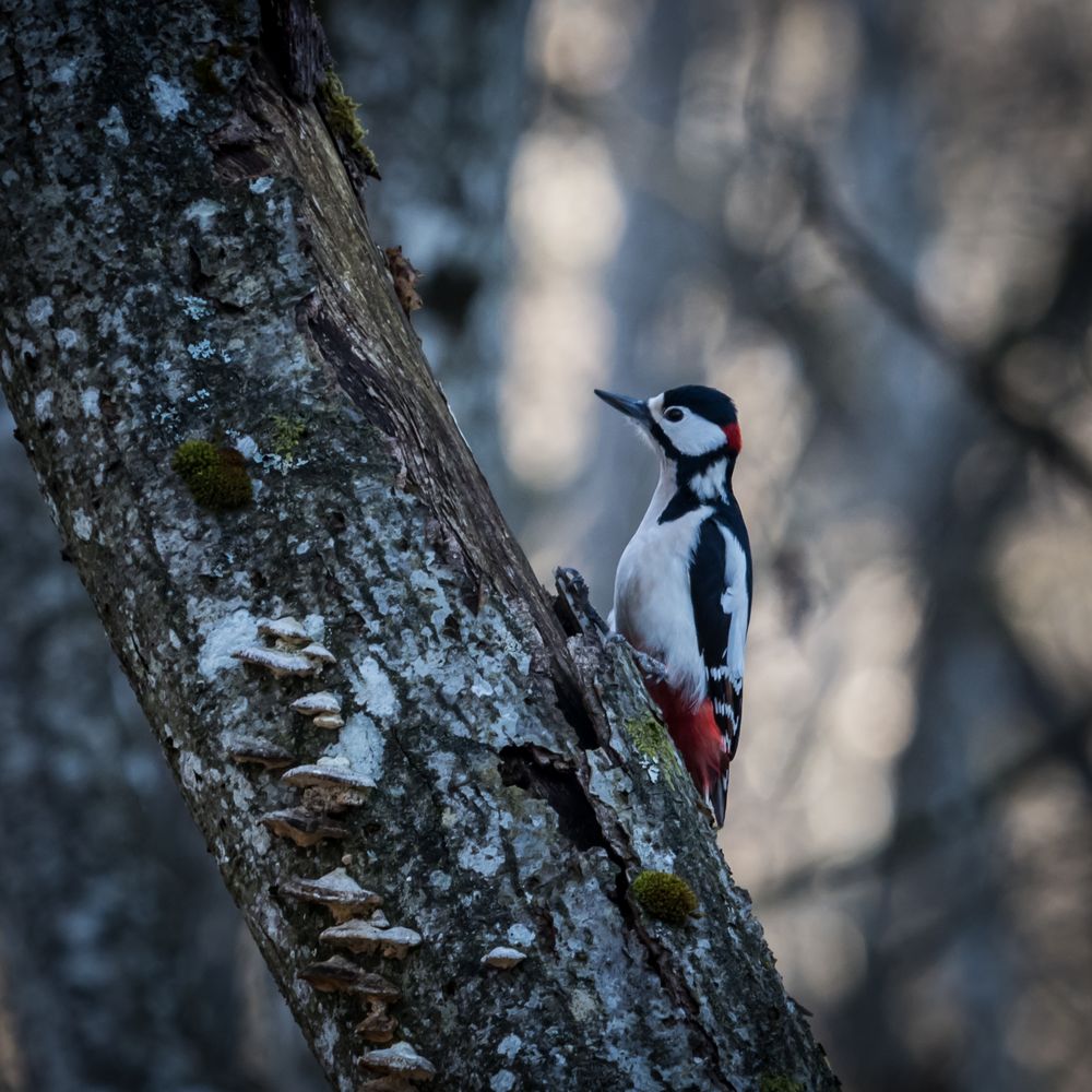 Great spotted woodpecker