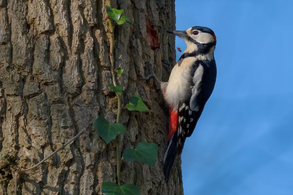 Great Spotted Woodpecker