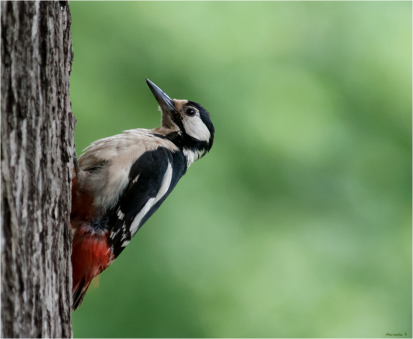 Great spotted woodpecker