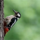 Great spotted woodpecker