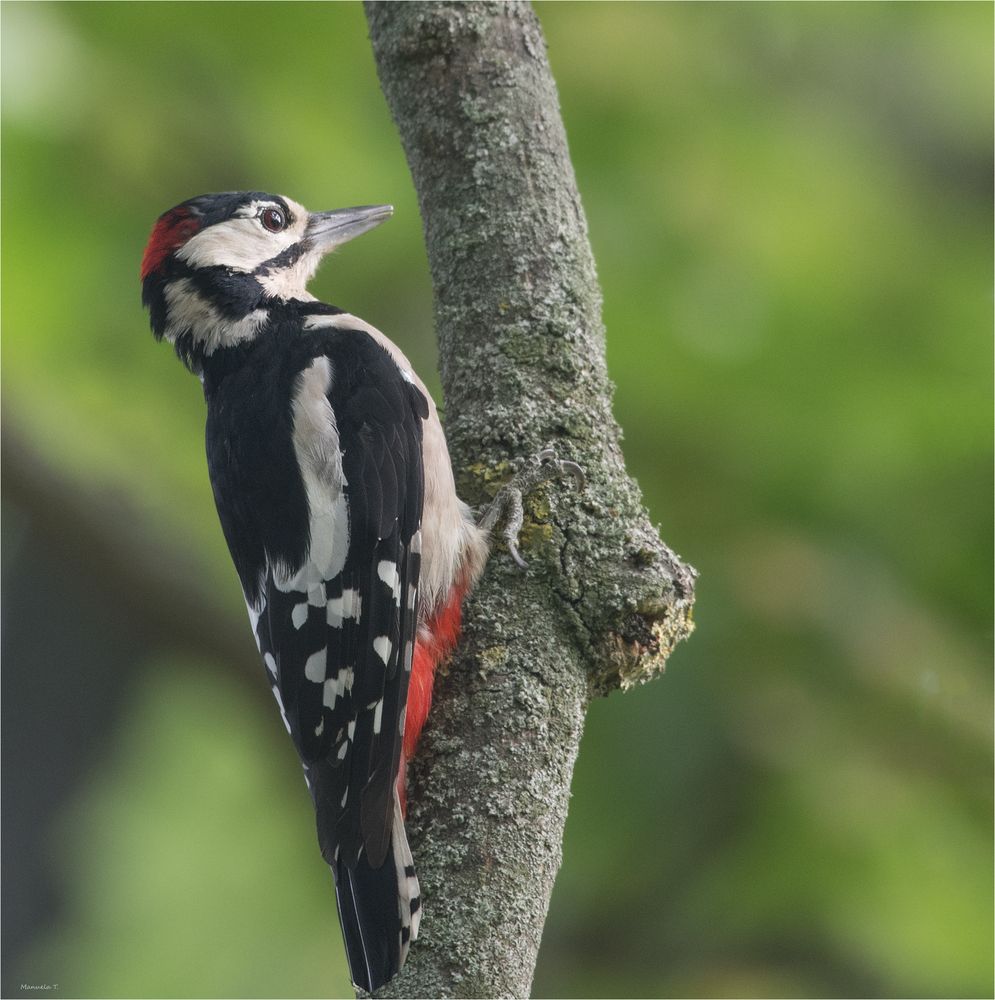 Great spotted woodpecker