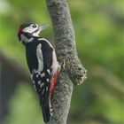 Great spotted woodpecker