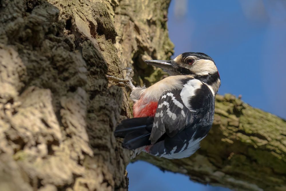 Great Spotted Woodpecker