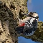 Great Spotted Woodpecker