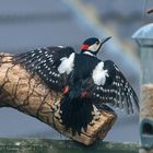 Great Spotted Woodpecker (Dendrocopos major)