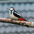 Great Spotted Woodpecker (Dendrocopos major)