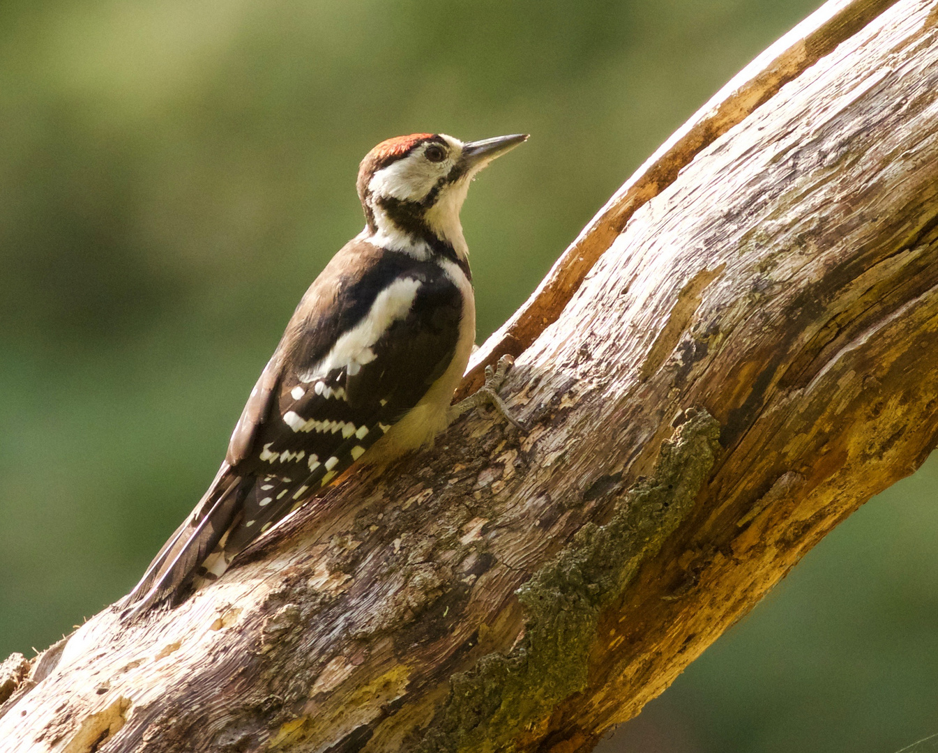 Great spotted Woodpecker