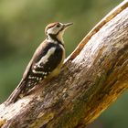 Great spotted Woodpecker