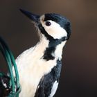 Great Spotted Woodpecker