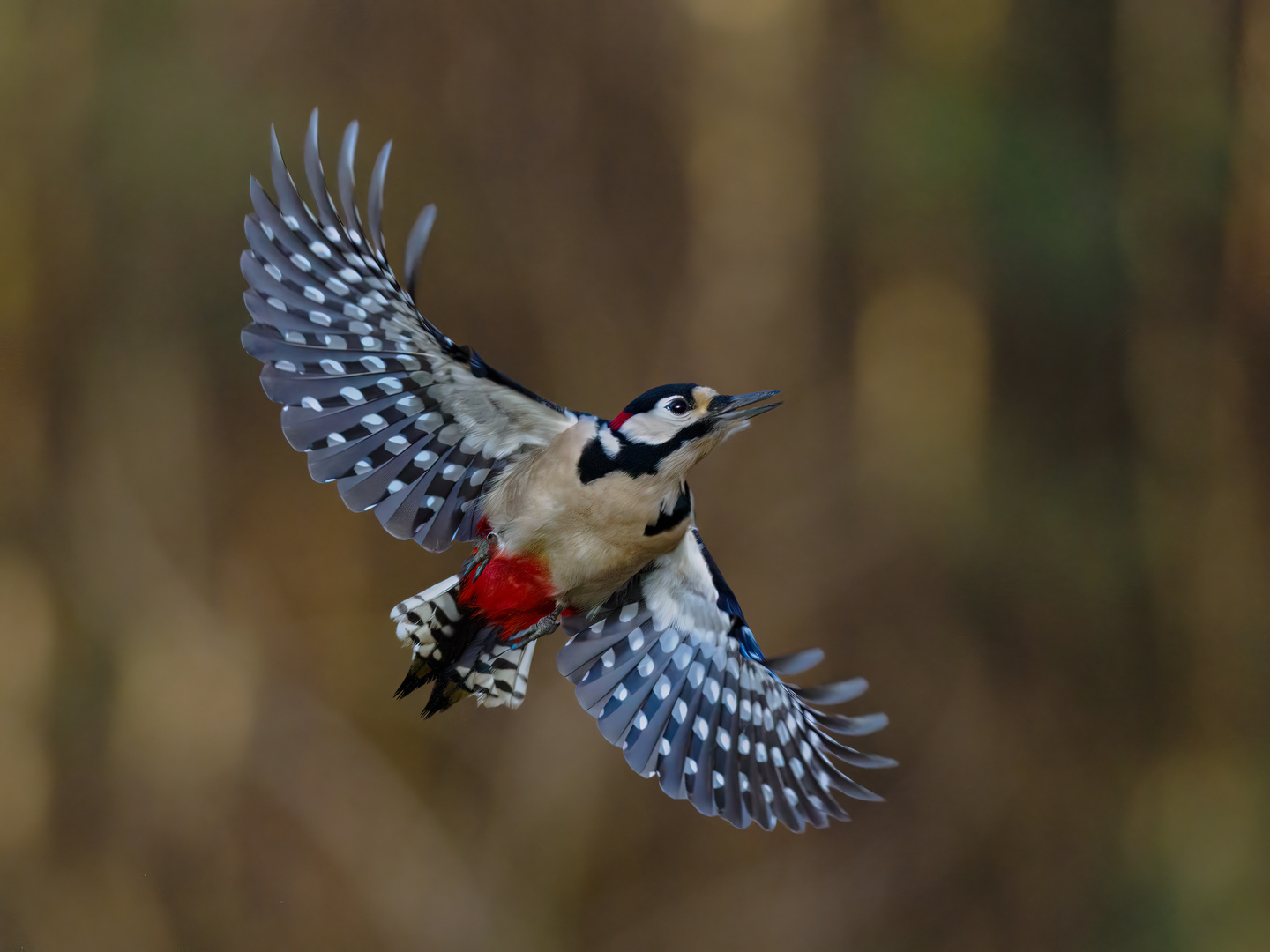 Great Spotted Woodpecker in Flight