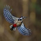 Great Spotted Woodpecker in Flight