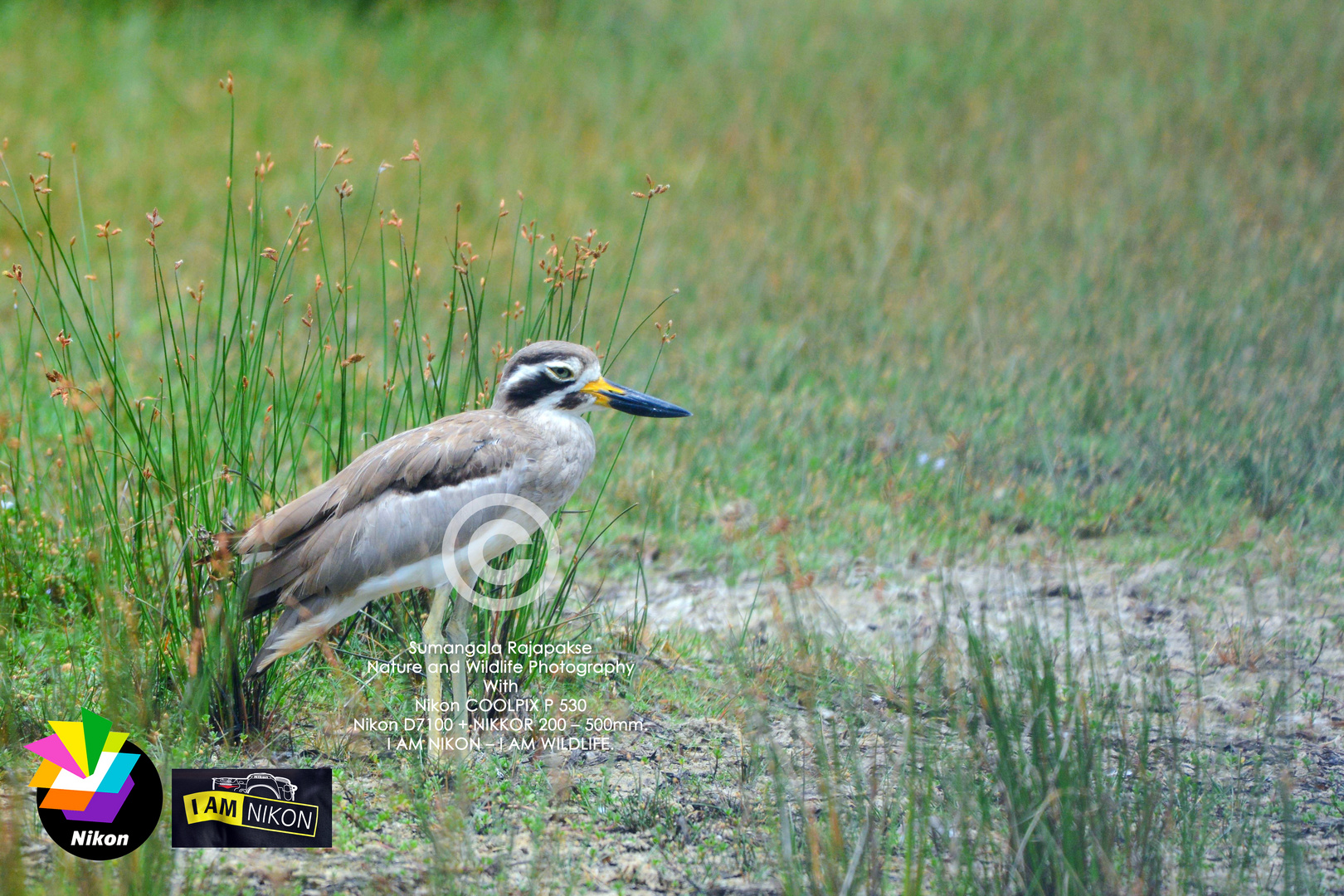 Great Stone-Plover ( Esacus recurvirostris).