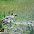 Great Stone-Plover ( Esacus recurvirostris).