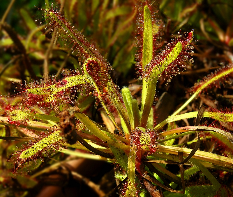 Great Sundew