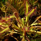 Great Sundew