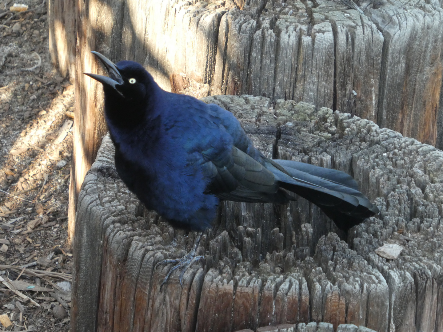 Great-tailed Grackle  -  Dohlengrackel (Quiscalus mexicanus)