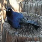 Great-tailed Grackle  -  Dohlengrackel (Quiscalus mexicanus)