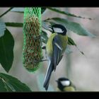 great tit 1