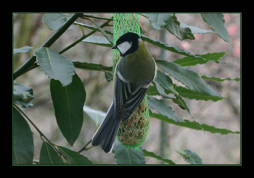 great tit 2