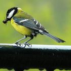 Great Tit