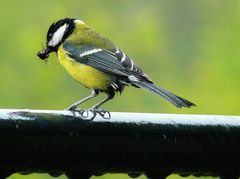 Great Tit