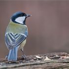 Great tit