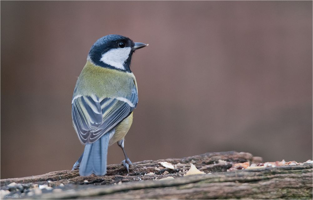 Great tit